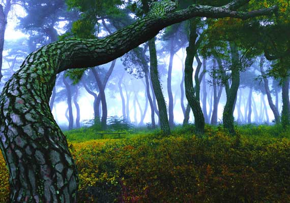 Neurobiological Foundations of Stress